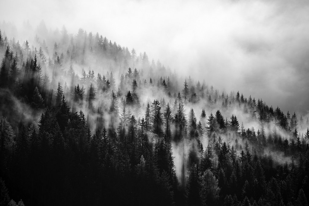 Fog-Forrest.jpg